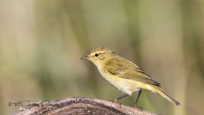 Common Chiffchaff - Phylloscopus collybita - Çıvgın