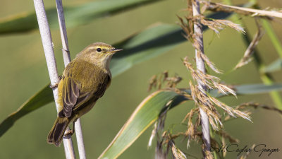 Common Chiffchaff - Phylloscopus collybita - Çıvgın
