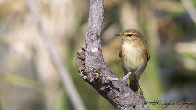 Common Chiffchaff - Phylloscopus collybita - Çıvgın