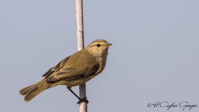 Common Chiffchaff - Phylloscopus collybita - Çıvgın
