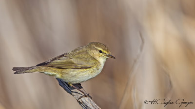 Common Chiffchaff - Phylloscopus collybita - Çıvgın