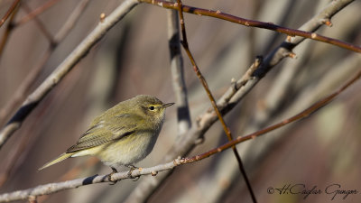 Common Chiffchaff - Phylloscopus collybita - Çıvgın
