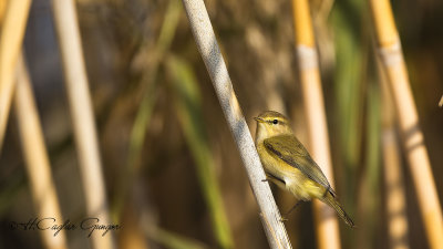 Common Chiffchaff - Phylloscopus collybita - Çıvgın