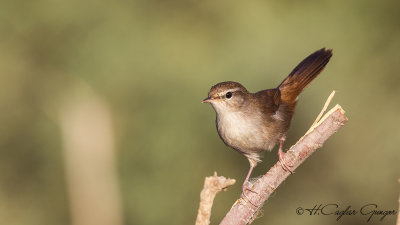 Cetti's Warbler - Cettia cetti - Kamışbülbülü