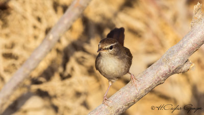 Cetti's Warbler - Cettia cetti - Kamışbülbülü