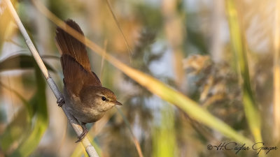 Cetti's Warbler - Cettia cetti - Kamışbülbülü