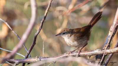 Cetti's Warbler - Cettia cetti - Kamışbülbülü