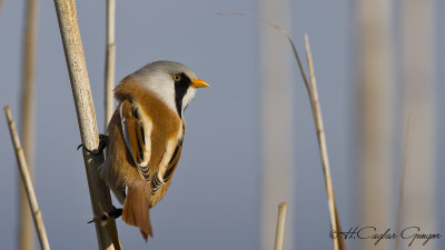 Bearded Reedling - Panurus biarmicus - Bıyıklı baştankara