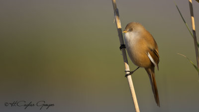 Bearded Reedling - Panurus biarmicus - Bıyıklı baştankara