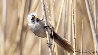 Bearded Reedling - Panurus biarmicus - Bıyıklı baştankara