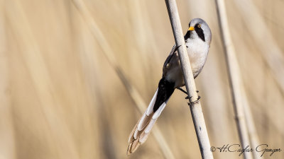 Bearded Reedling - Panurus biarmicus - Bıyıklı baştankara