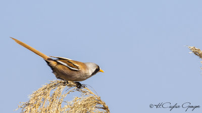 Bearded Reedling - Panurus biarmicus - Bıyıklı baştankara