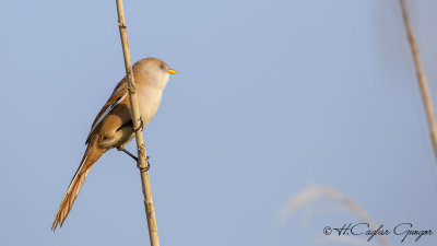 Bearded Reedling - Panurus biarmicus - Bıyıklı baştankara