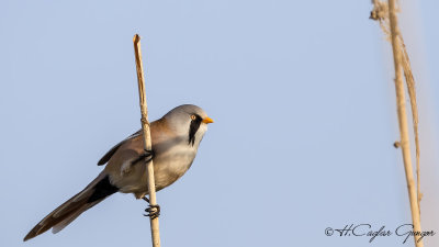 Bearded Reedling - Panurus biarmicus - Bıyıklı baştankara