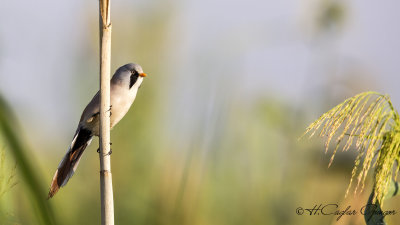 Bearded Reedling - Panurus biarmicus - Bıyıklı baştankara