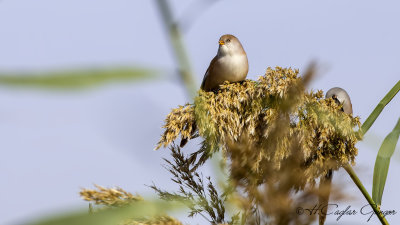 Bearded Reedling - Panurus biarmicus - Bıyıklı baştankara