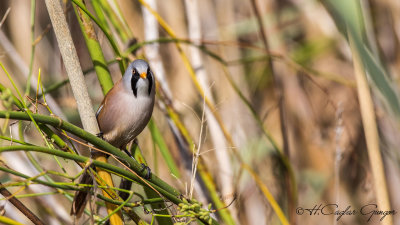 Bearded Reedling - Panurus biarmicus - Bıyıklı baştankara