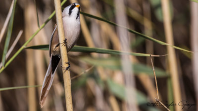 Bearded Reedling - Panurus biarmicus - Bıyıklı baştankara