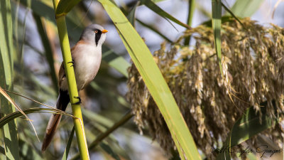 Bearded Reedling - Panurus biarmicus - Bıyıklı baştankara