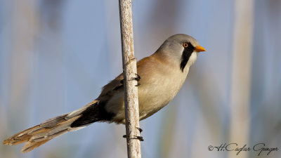 Bearded Reedling - Panurus biarmicus - Bıyıklı baştankara