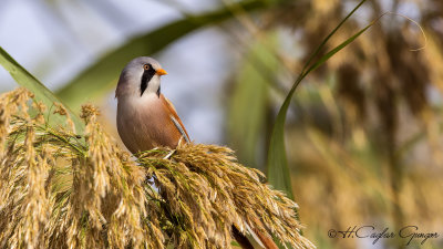 Bearded Reedling - Panurus biarmicus - Bıyıklı baştankara