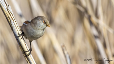 Bearded Reedling - Panurus biarmicus - Bıyıklı baştankara