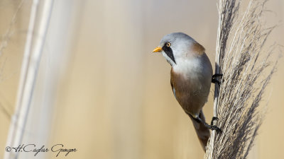 Bearded Reedling - Panurus biarmicus - Bıyıklı baştankara