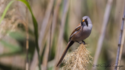 Bearded Reedling - Panurus biarmicus - Bıyıklı baştankara