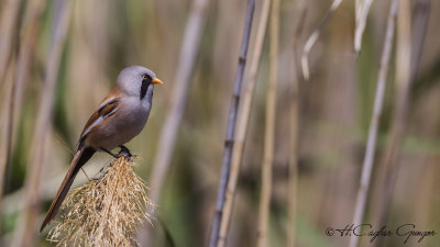 Bearded Reedling - Panurus biarmicus - Bıyıklı baştankara