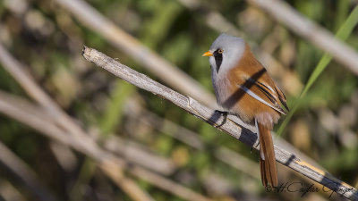 Bearded Reedling - Panurus biarmicus - Bıyıklı baştankara