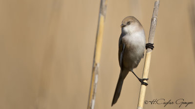 Bearded Reedling - Panurus biarmicus - Bıyıklı baştankara