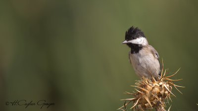 Sombre Tit - Parus lugubris - Akyanaklı baştankara