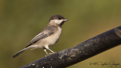 Sombre Tit - Parus lugubris - Akyanaklı baştankara