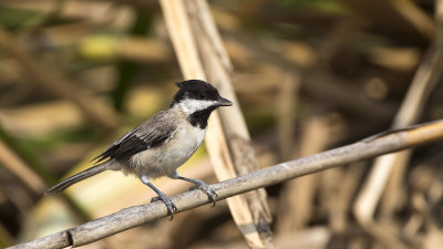 Sombre Tit - Parus lugubris - Akyanaklı baştankara