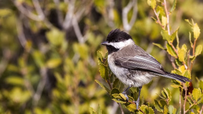 Sombre Tit - Parus lugubris - Akyanaklı baştankara