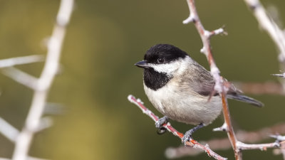 Sombre Tit - Parus lugubris - Akyanaklı baştankara