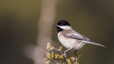 Sombre Tit - Parus lugubris - Akyanaklı baştankara