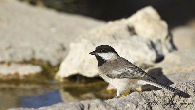 Sombre Tit - Parus lugubris - Akyanaklı baştankara