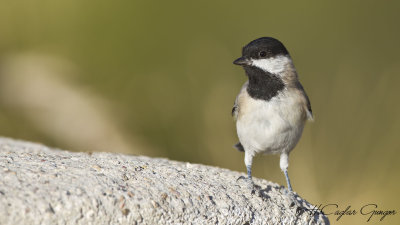 Sombre Tit - Parus lugubris - Akyanaklı baştankara