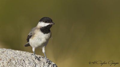 Sombre Tit - Parus lugubris - Akyanaklı baştankara