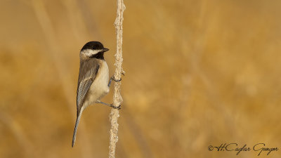 Sombre Tit - Parus lugubris - Akyanaklı baştankara
