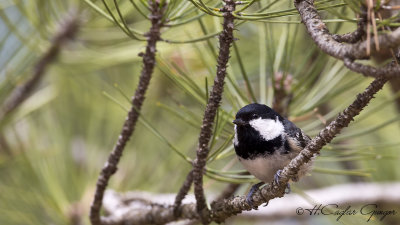 Coal Tit - Parus ater - Çam baştankarası