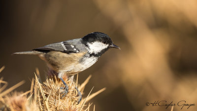 Coal Tit - Parus ater - Çam baştankarası