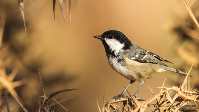 Coal Tit - Parus ater - Çam baştankarası