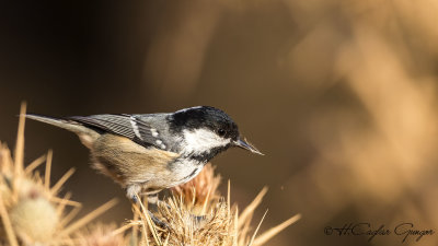Coal Tit - Parus ater - Çam baştankarası