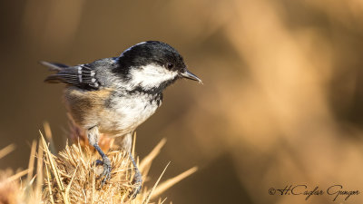Coal Tit - Parus ater - Çam baştankarası
