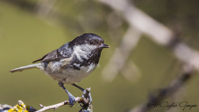 Coal Tit - Parus ater - Çam baştankarası