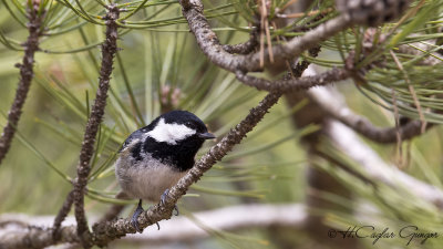 Coal Tit - Parus ater - Çam baştankarası
