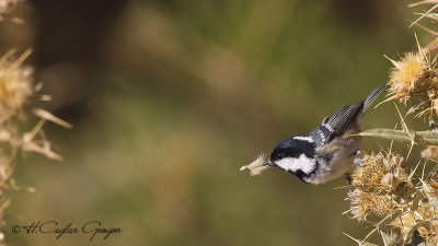 Coal Tit - Parus ater - Çam baştankarası