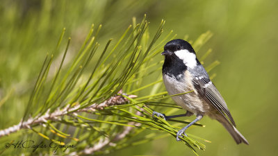 Coal Tit - Parus ater - Çam baştankarası